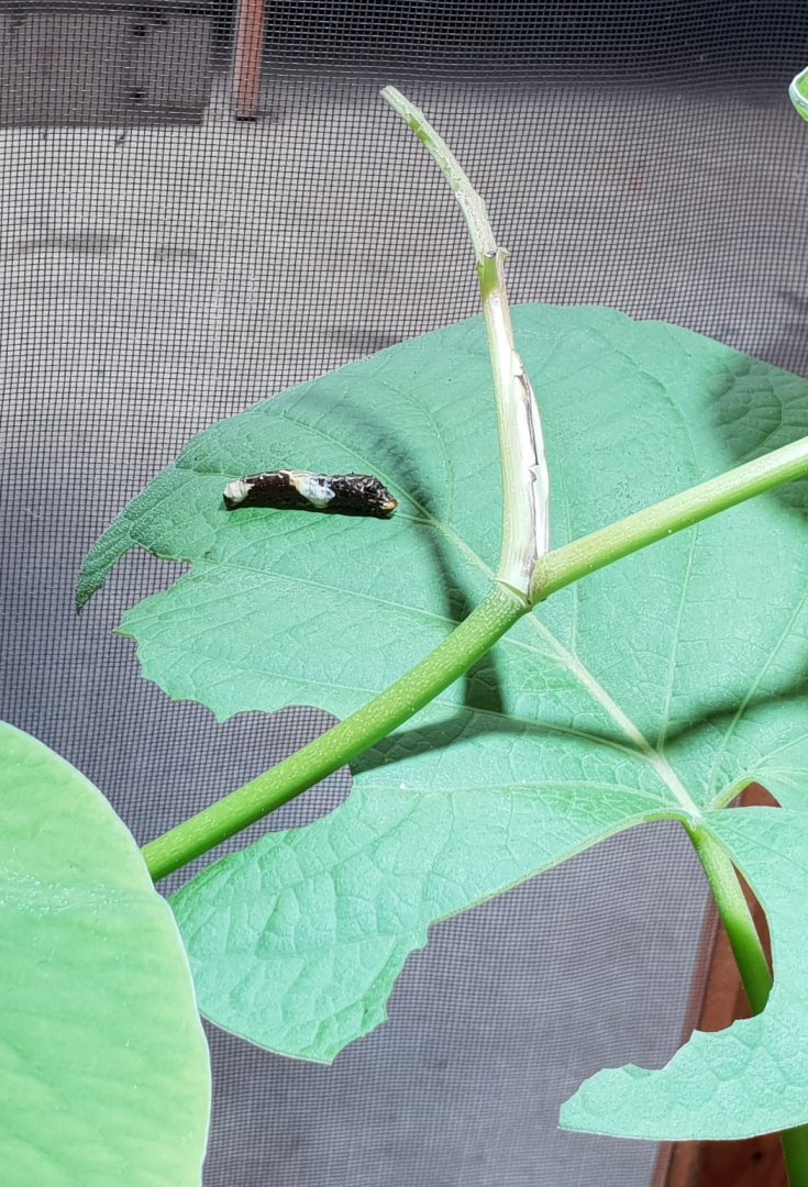 Papilio thoas caterpillar