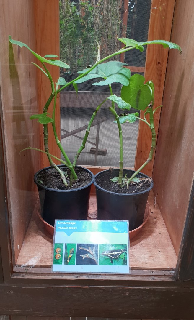 Papilio thoas raising-enclosure