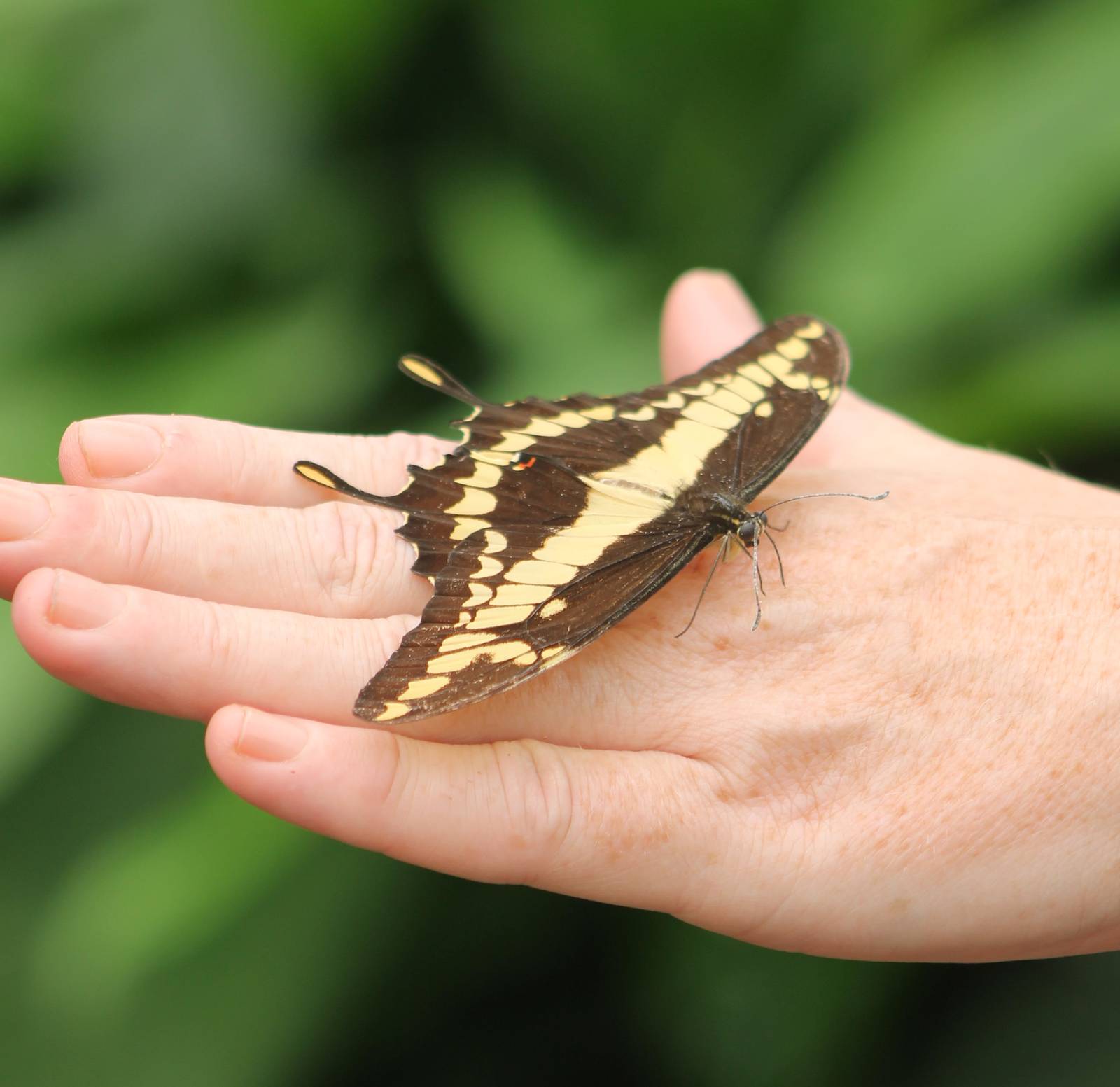 Papilio thoas
