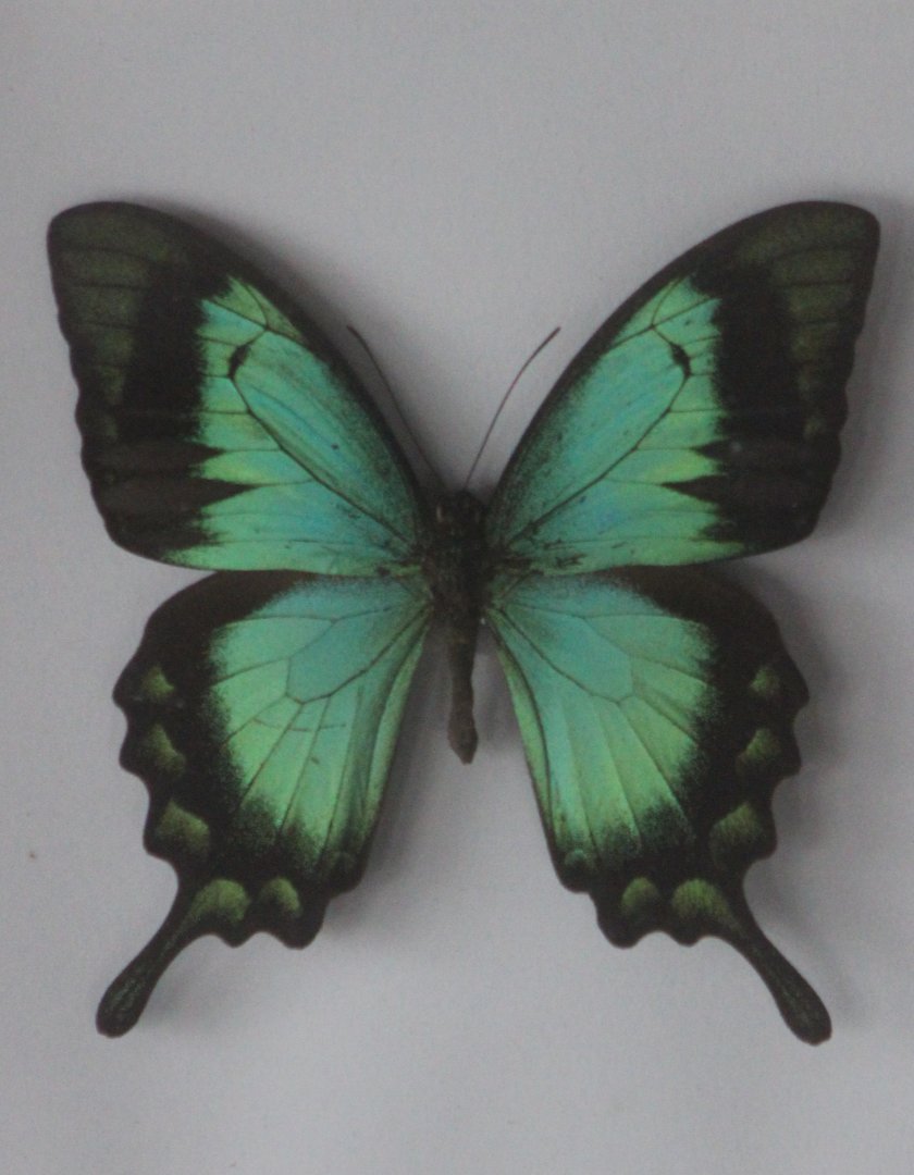 Papilio torquianus albertisi specimen