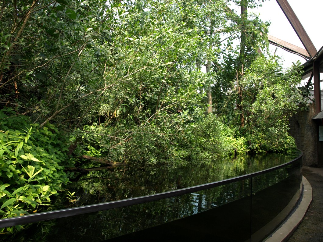 Papiliorama - Jungle Trek (Jungle pool)