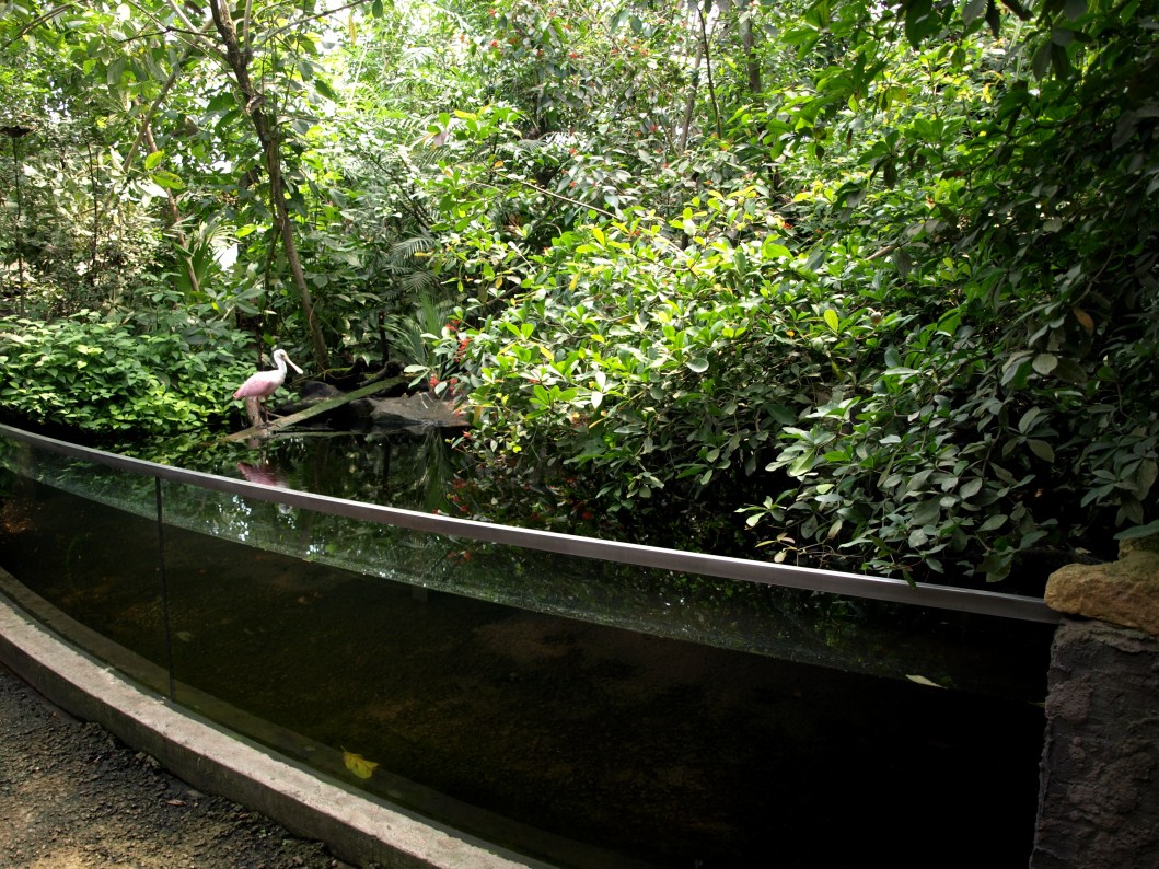Papiliorama - Jungle Trek (Jungle pool)