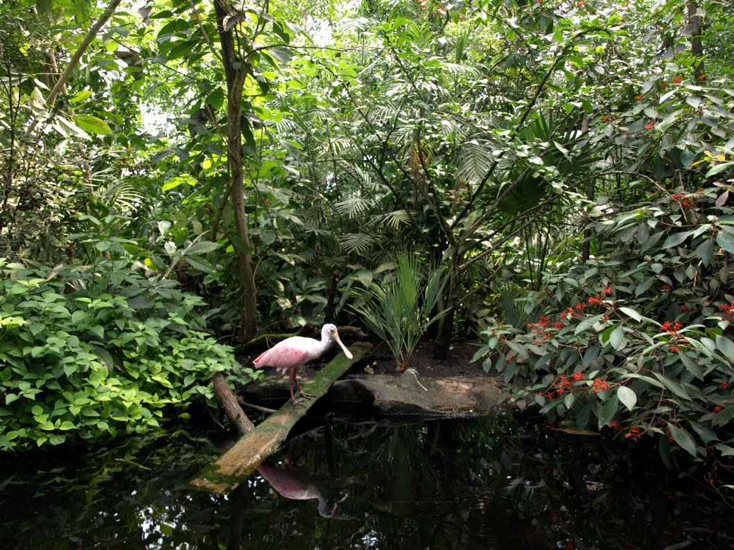 Papiliorama - Jungle Trek (Jungle pool)