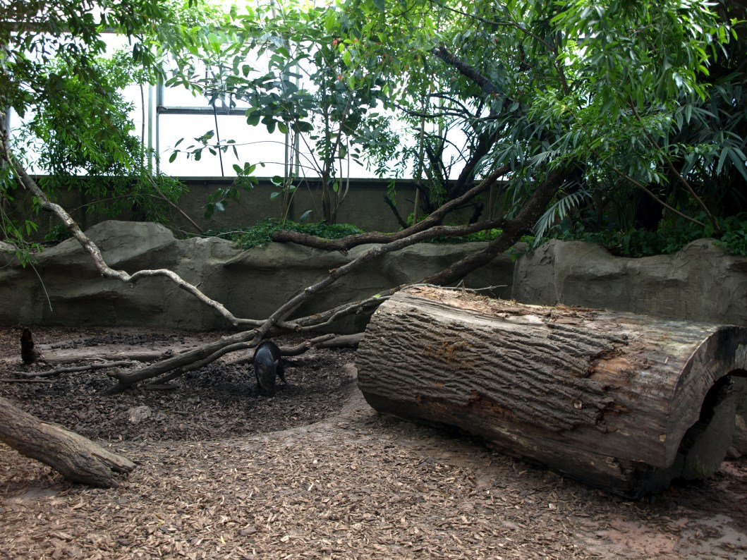 Papiliorama - Jungle Trek (Peccary exhibit)