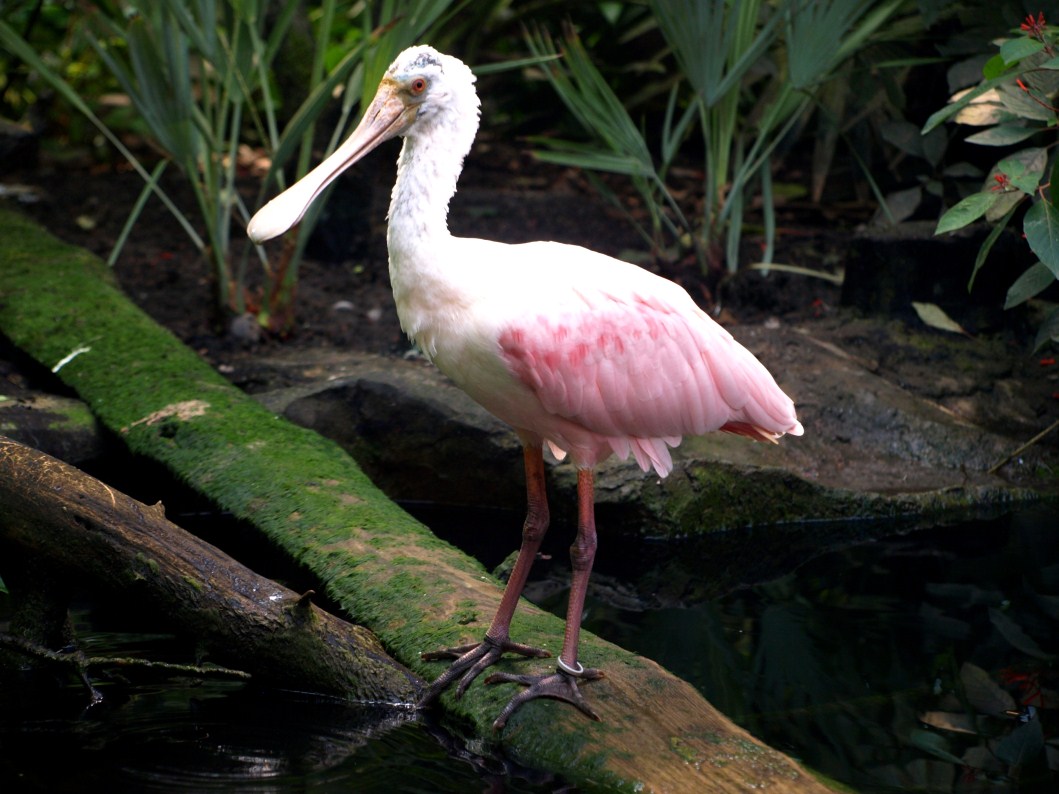 Papiliorama - Jungle Trek (Spoonbill)