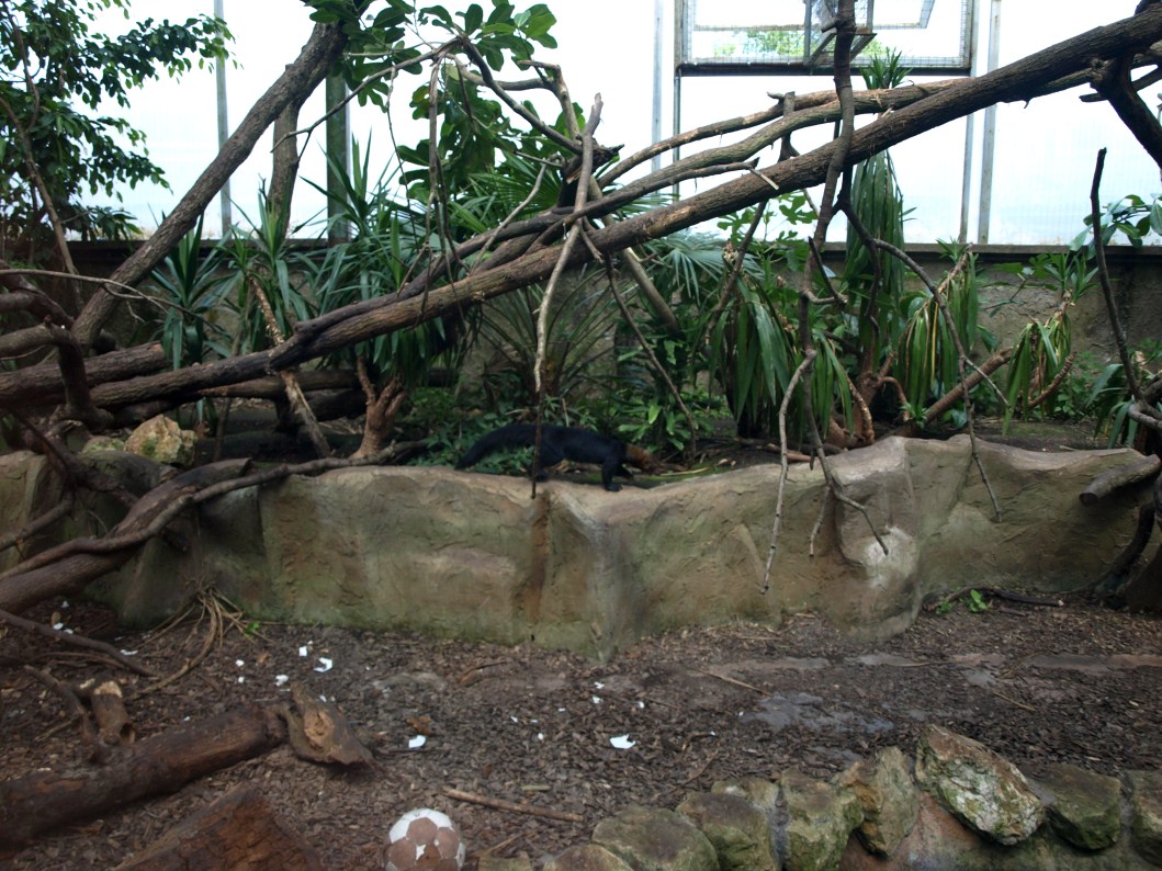 Papiliorama - Jungle Trek (Tayra exhibit)