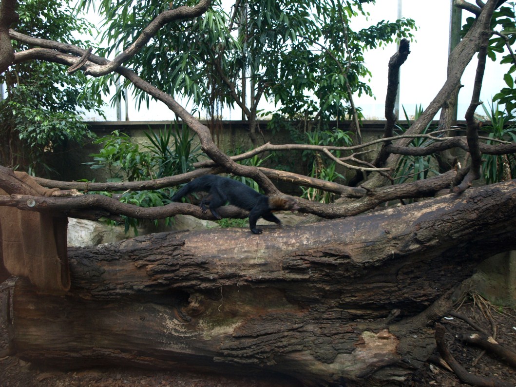 Papiliorama - Jungle Trek (Tayra exhibit)