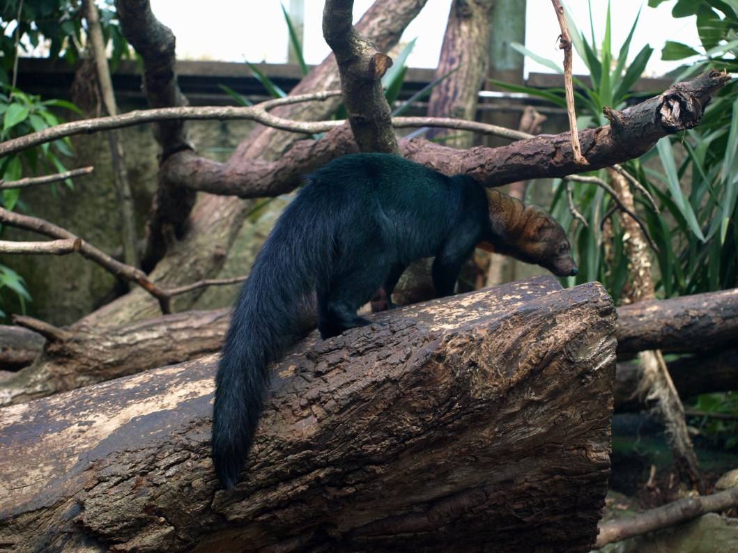 Papiliorama - Jungle Trek (Tayra)
