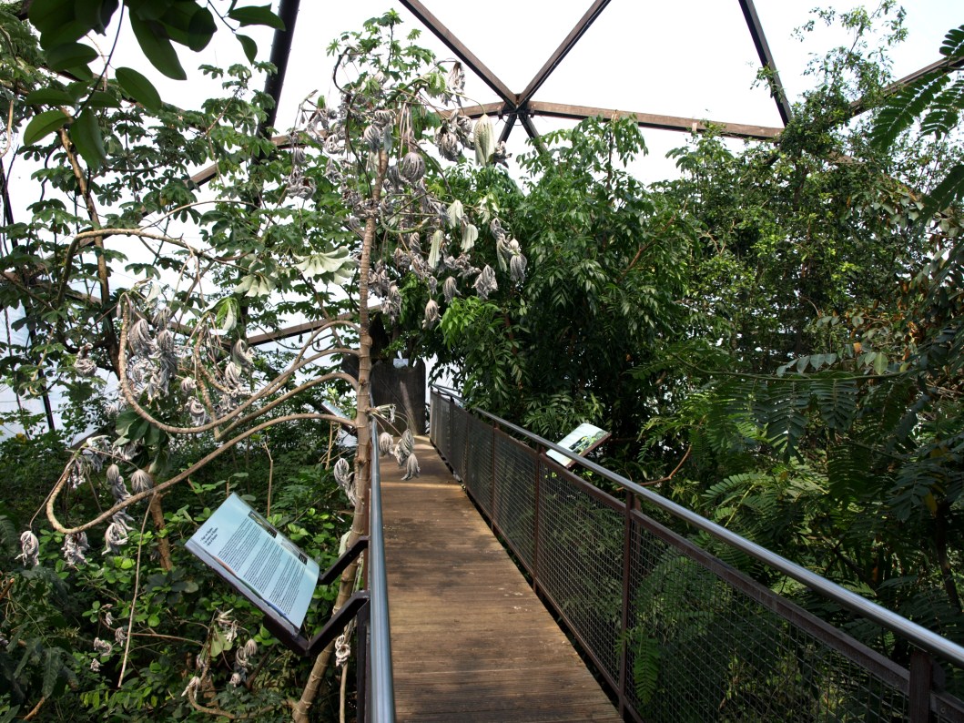 Papiliorama - Jungle Trek (Tree-Top Walk)