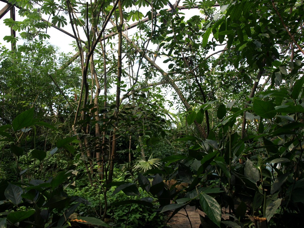 Papiliorama - Jungle Trek