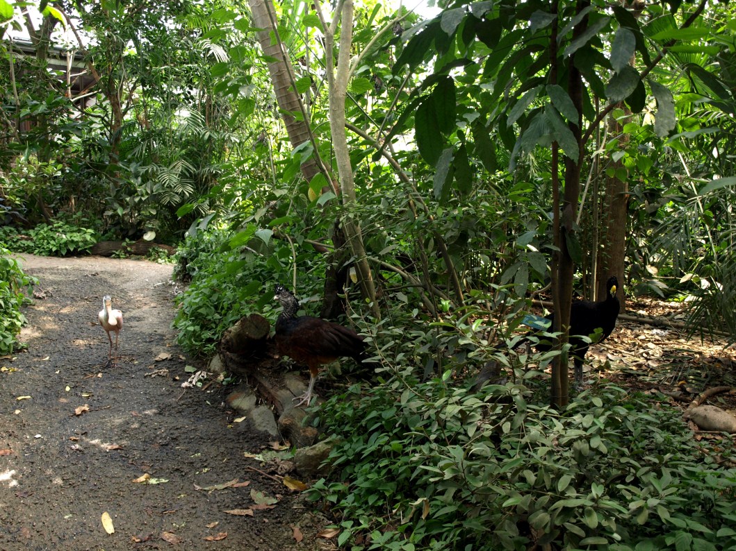 Papiliorama - Jungle Trek