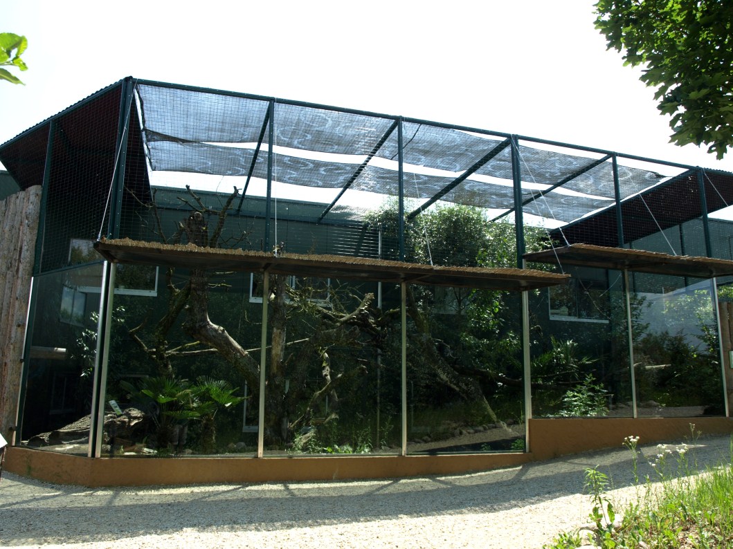 Papiliorama - Margay exhibit