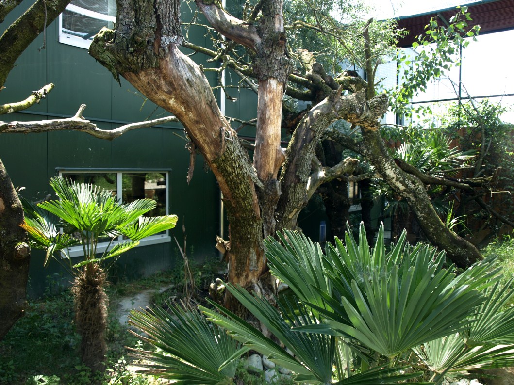 Papiliorama - Margay exhibit