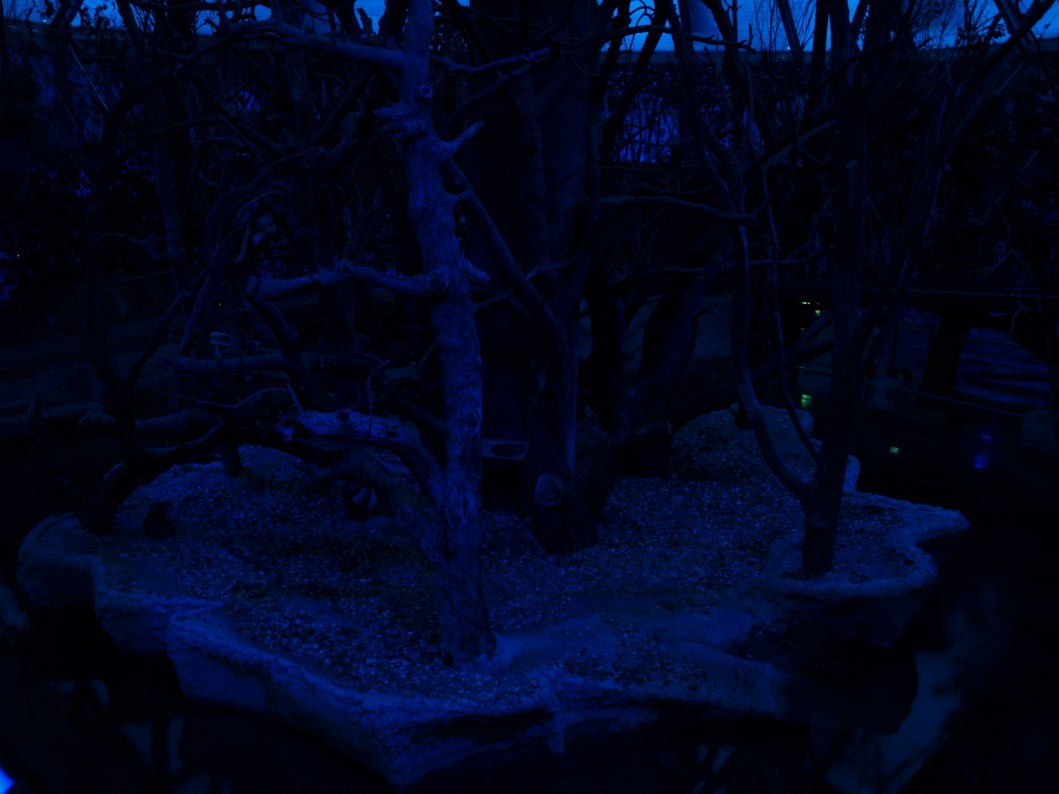 Papiliorama - Nocturama (Island)