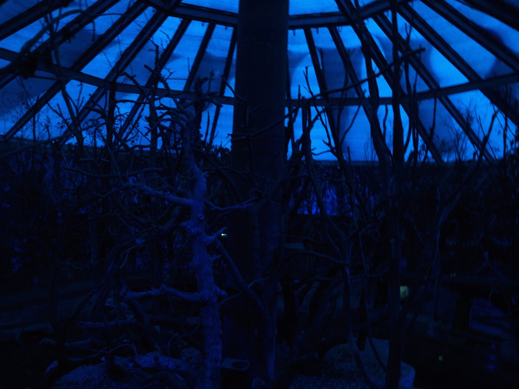 Papiliorama - Nocturama