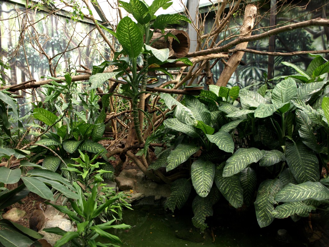 Papiliorama - Rainforest exhibit #3