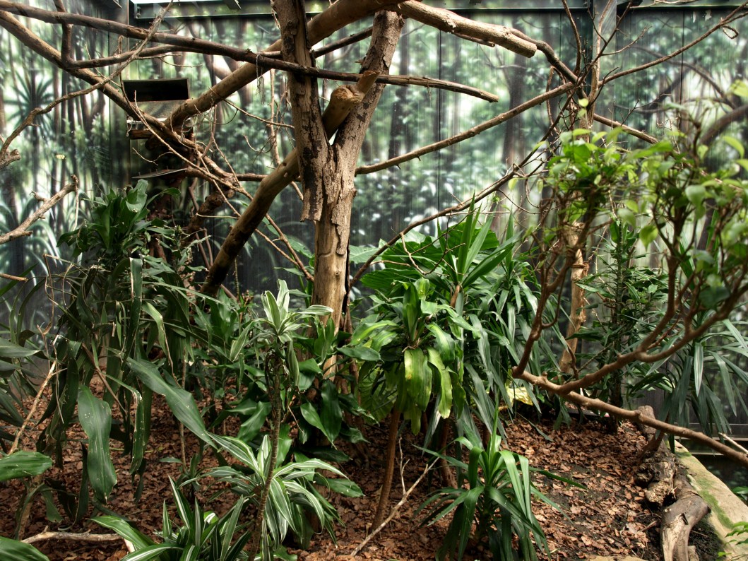 Papiliorama - Rainforest exhibit #3