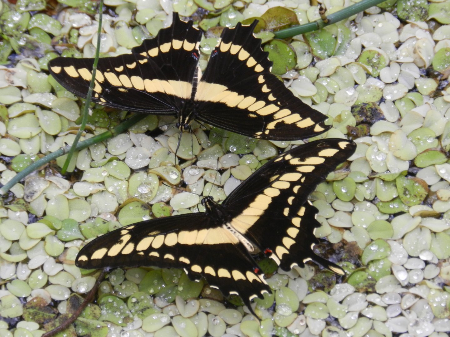 Papillorama - Belo Horizonte zoo