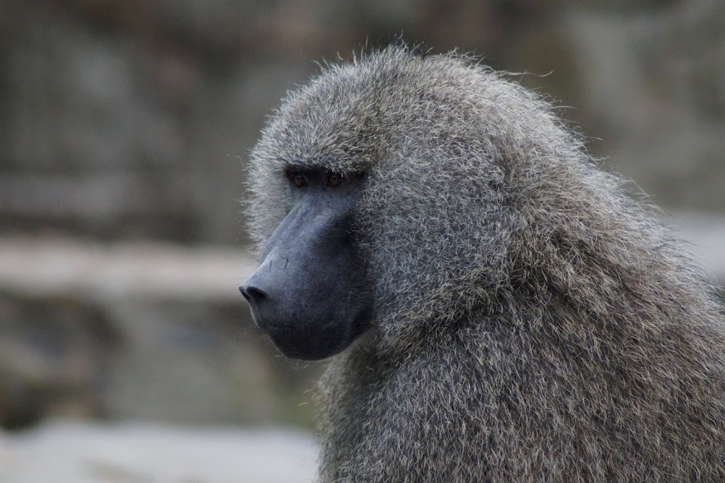 Papio cynocephalus