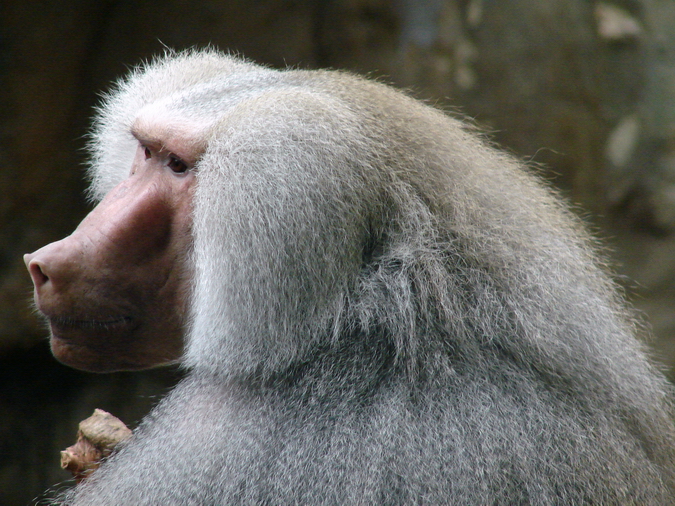 Papio hamadryas / Hamadryas baboon (male)