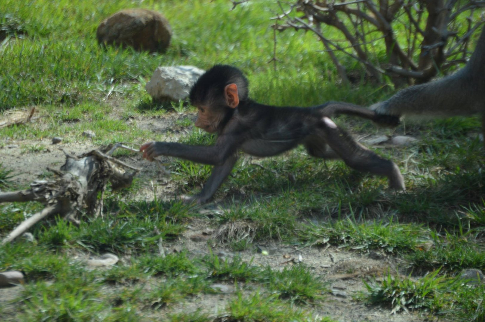 Papio hamadryas parenting