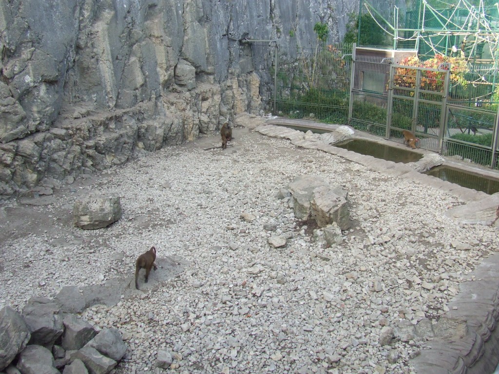 Papio papio exhibit