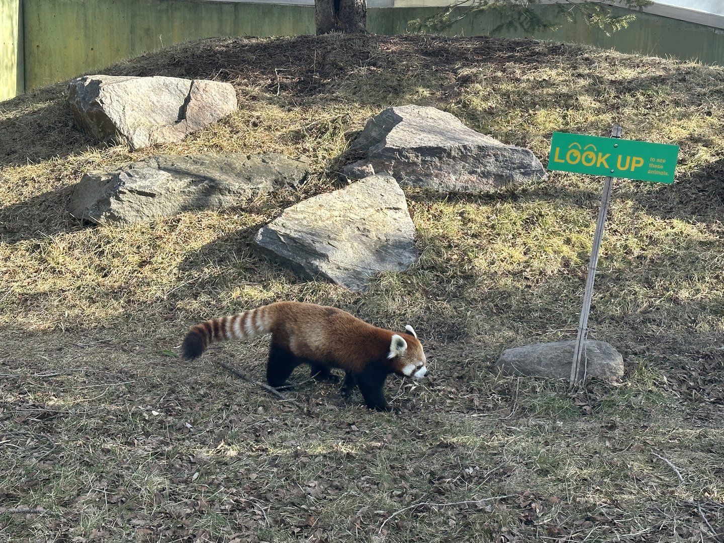 Paprika the Red Panda