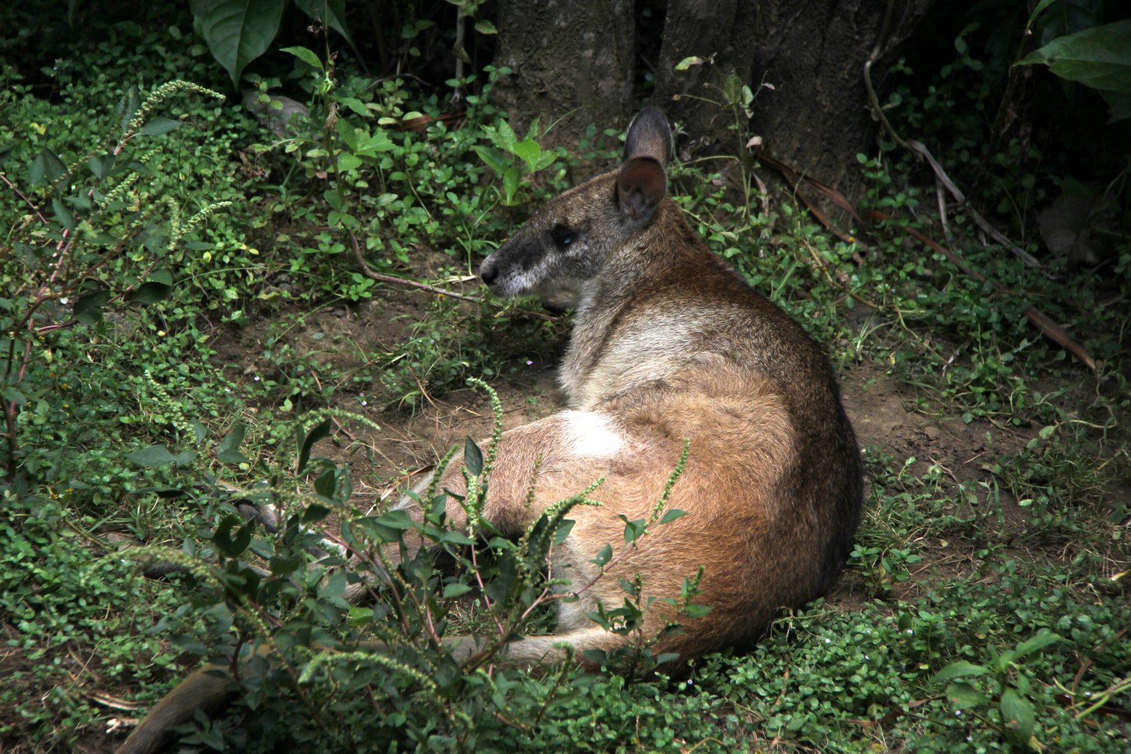Papua agile wallaby (Macropus agilis papuanus)