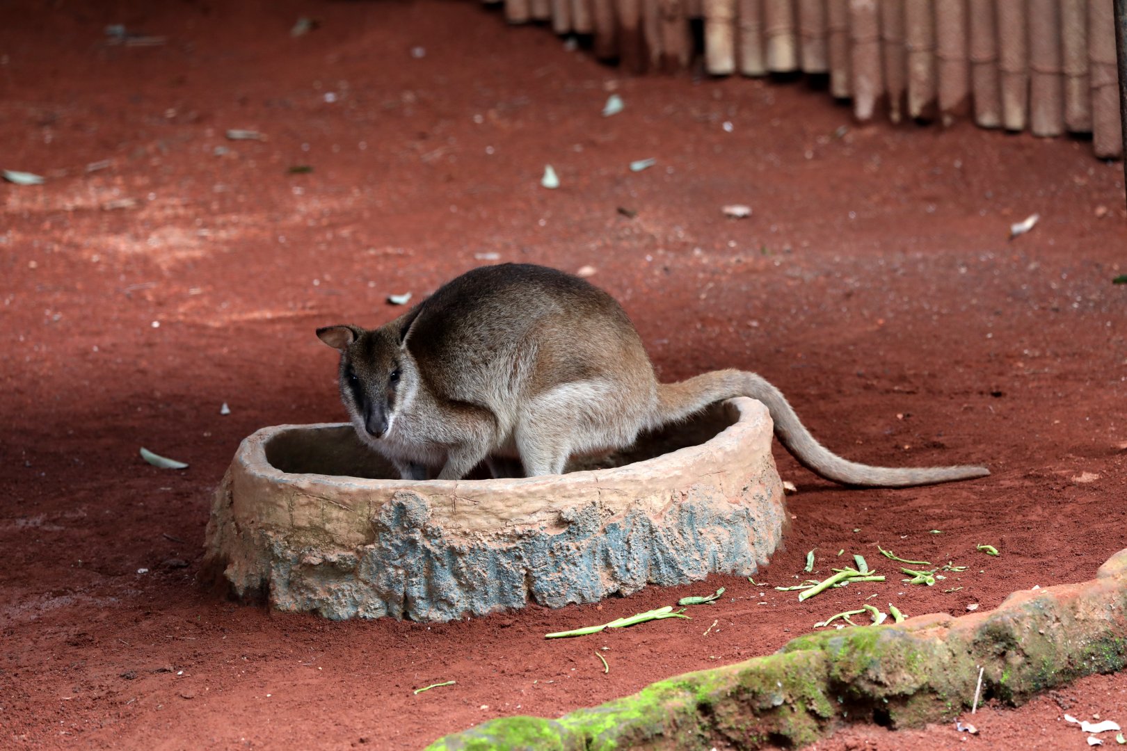 Papua agile wallaby (Macropus agilis papuanus)