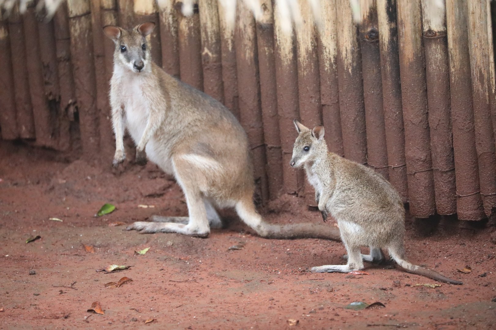 Papua agile wallaby (Macropus agilis papuanus)