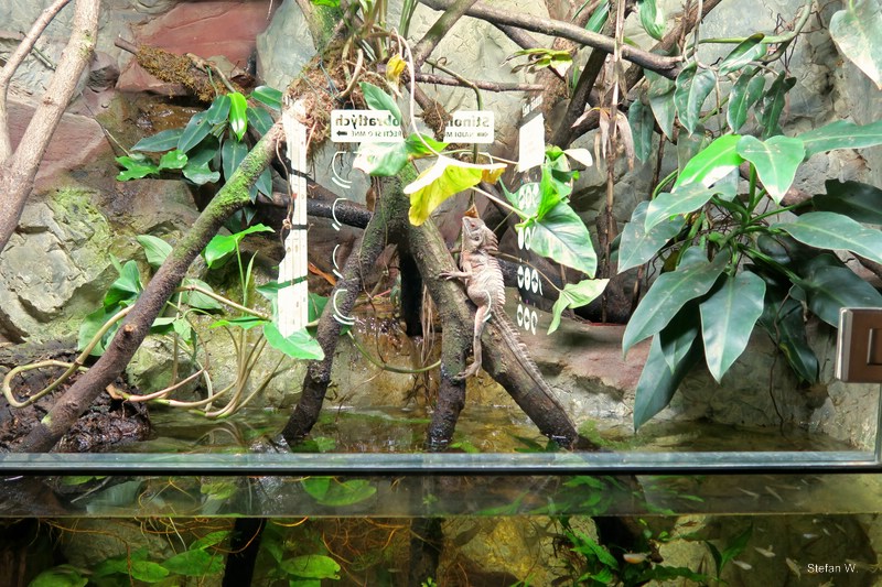 Papua Aqua-Terrrarium