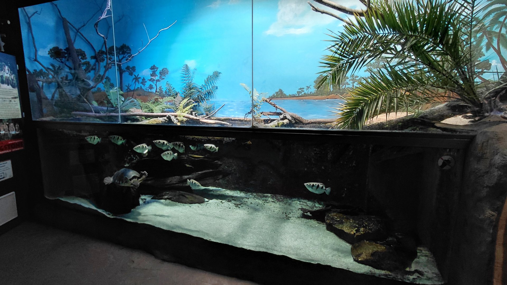 Papua - archerfish aquarium