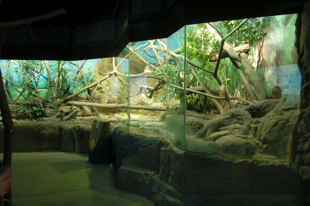 Papua at Ostrava Zoo