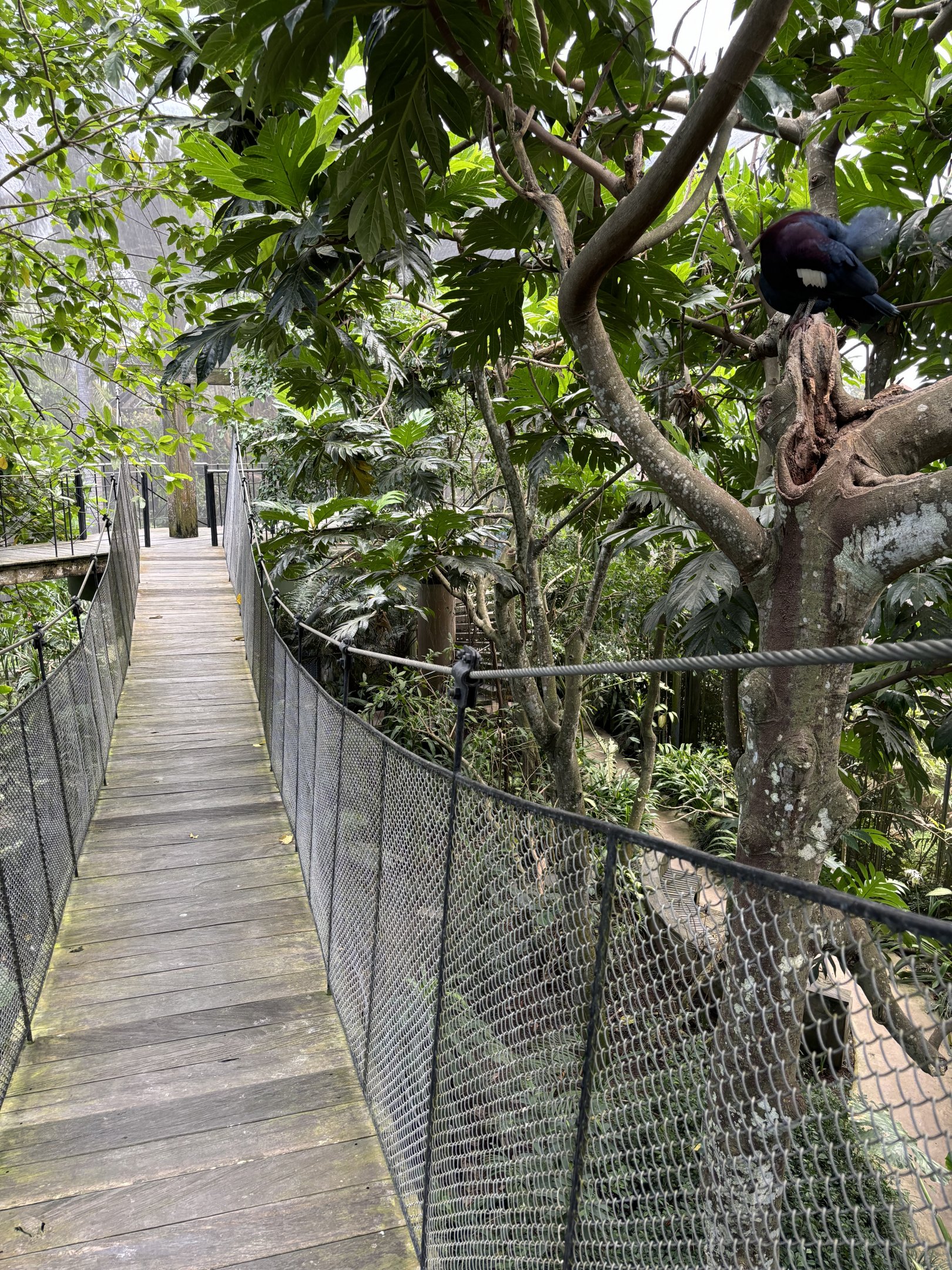 Papua Aviary