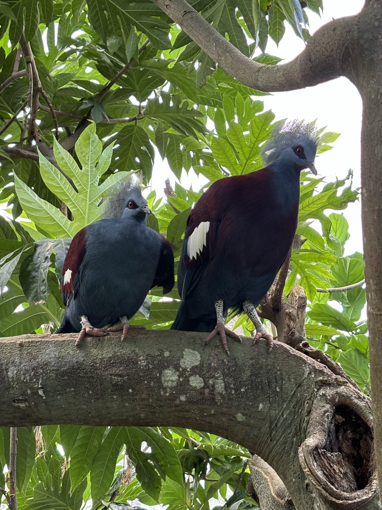 Papua Aviary