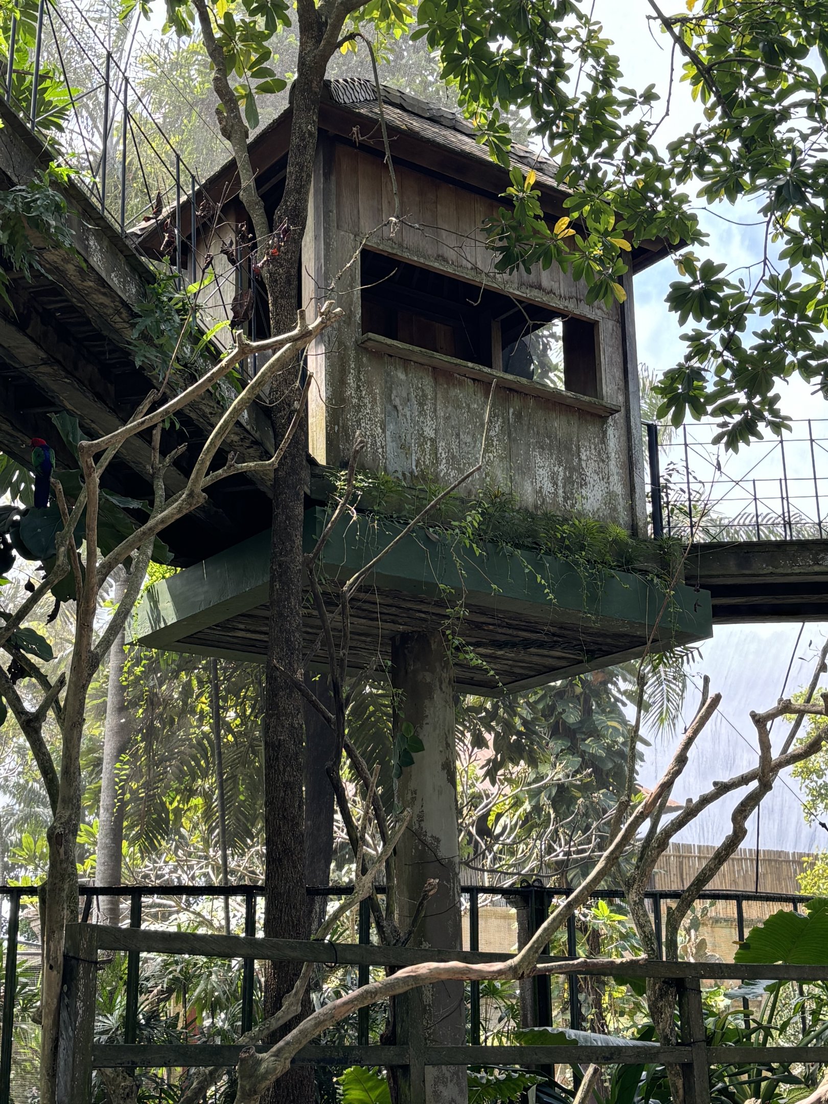 Papua Aviary