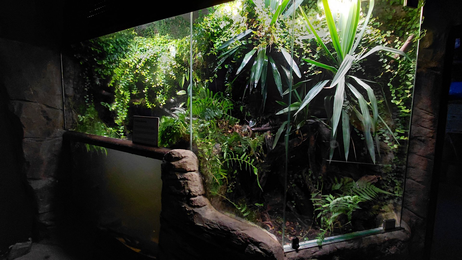 Papua - Green python exhibit