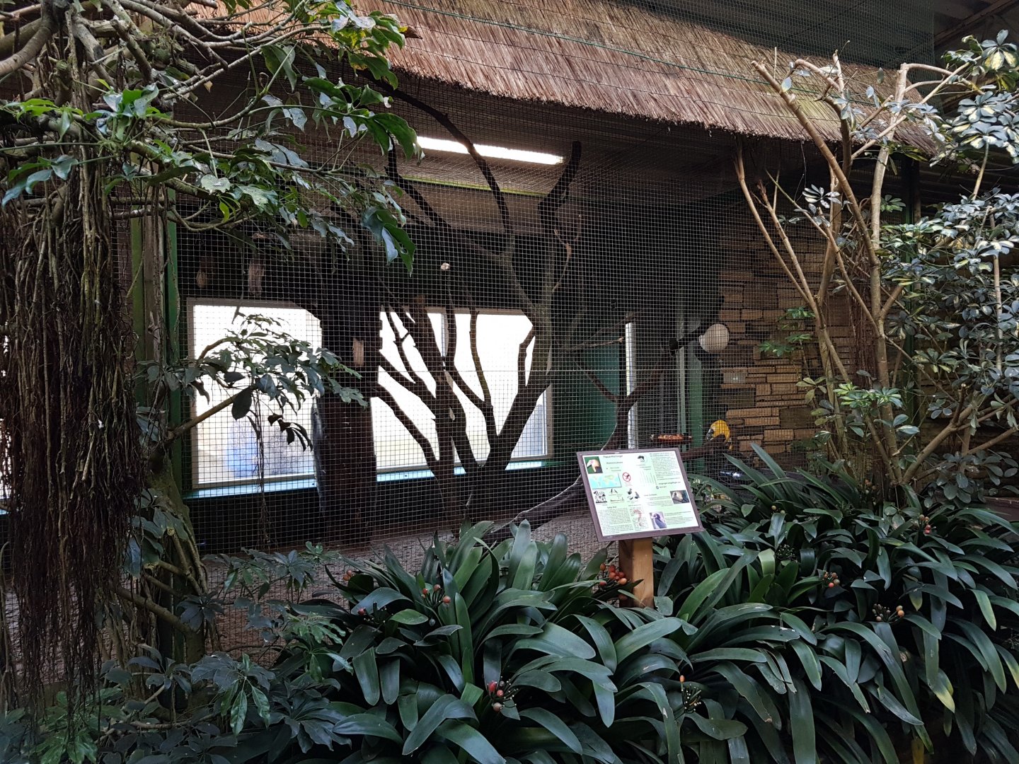 Papua hornbill-aviary