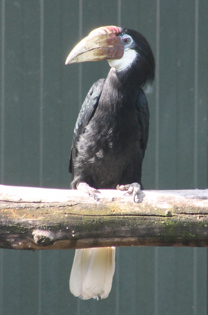 Papua hornbill - female
