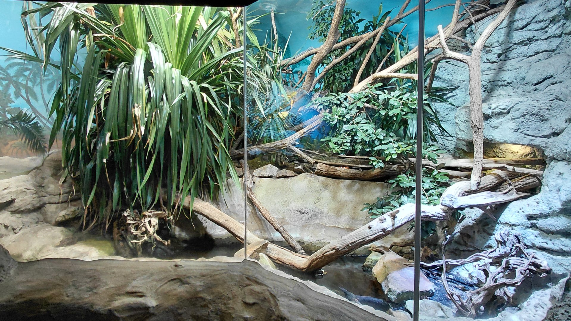 Papua - mixed reptile exhibit