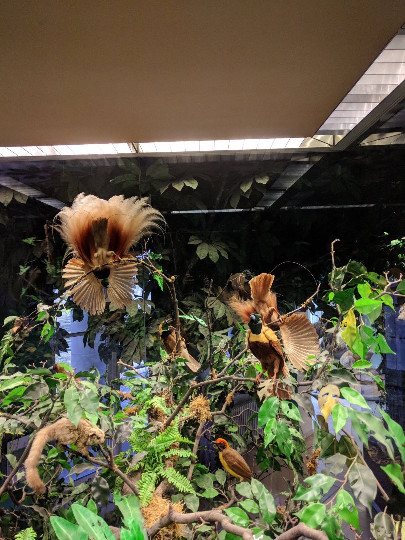 Papua neu Guinea Diorama Stuttgart Natural History Museum 2019
