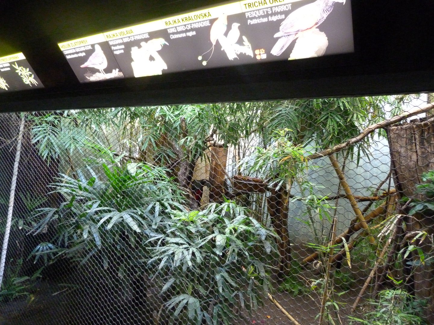 Papua New Guinea exhibt -Zoo Praha (2025)