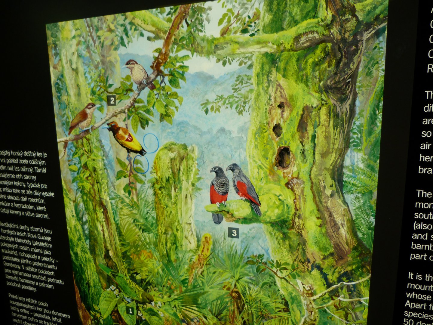 Papua New Guinea illustration -Zoo Praha (2025)