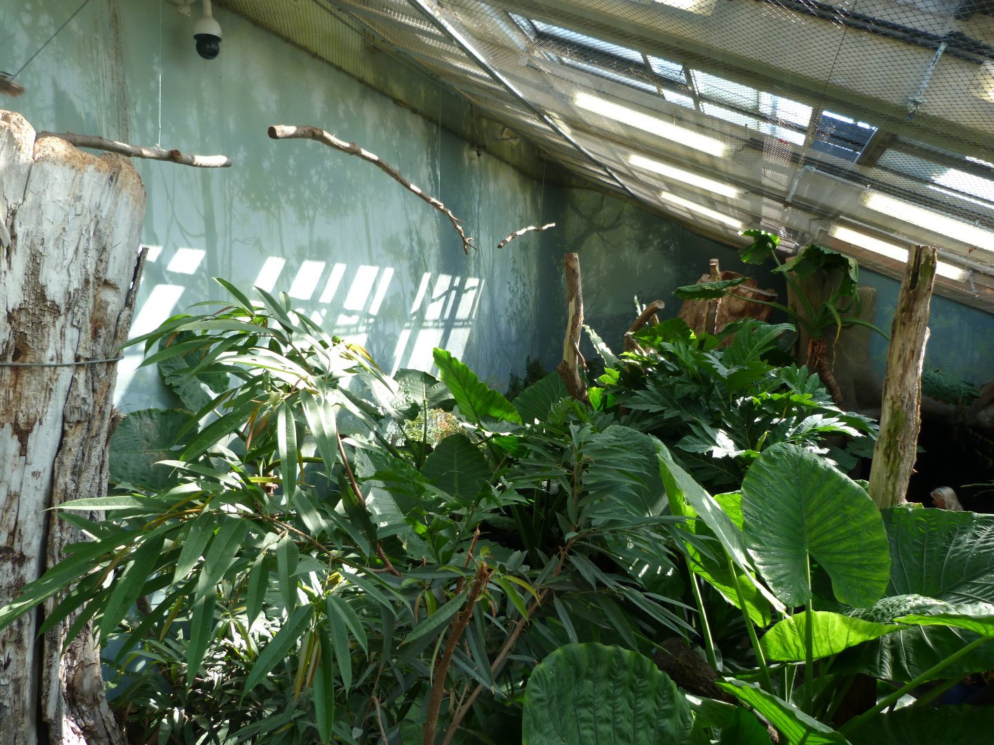 Papua New Guinea walkthrough aviary -Zoo Praha (2025)