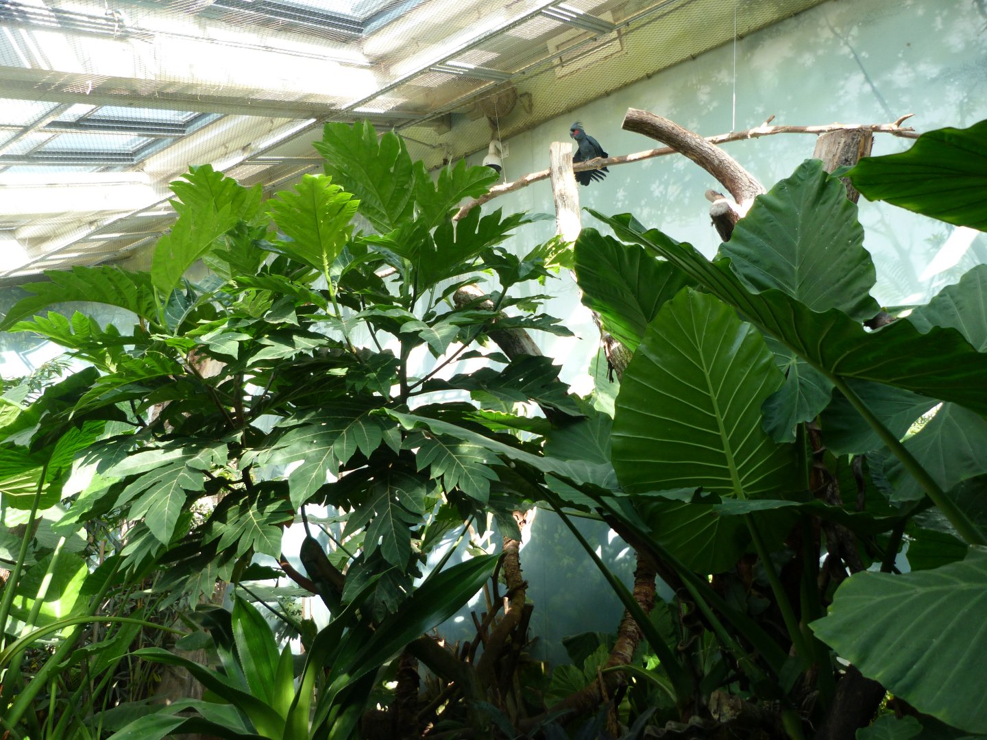 Papua New Guinea walkthrough aviary -Zoo Praha (2025)