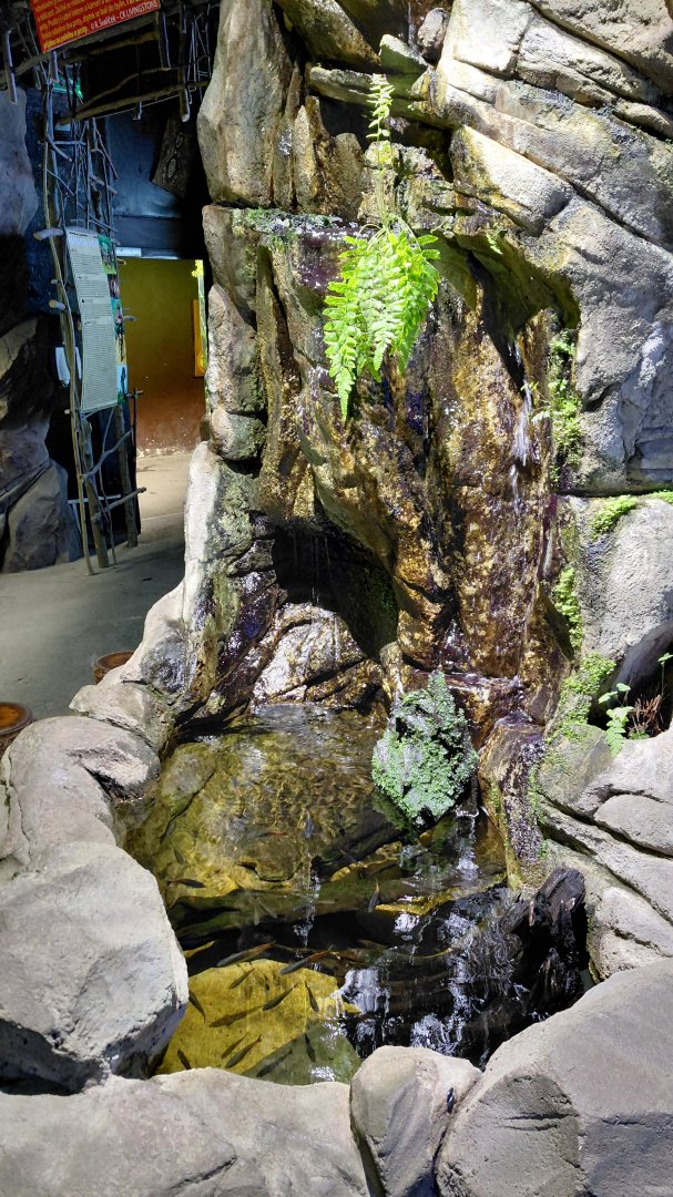 Papua - rainbowfish exhibit