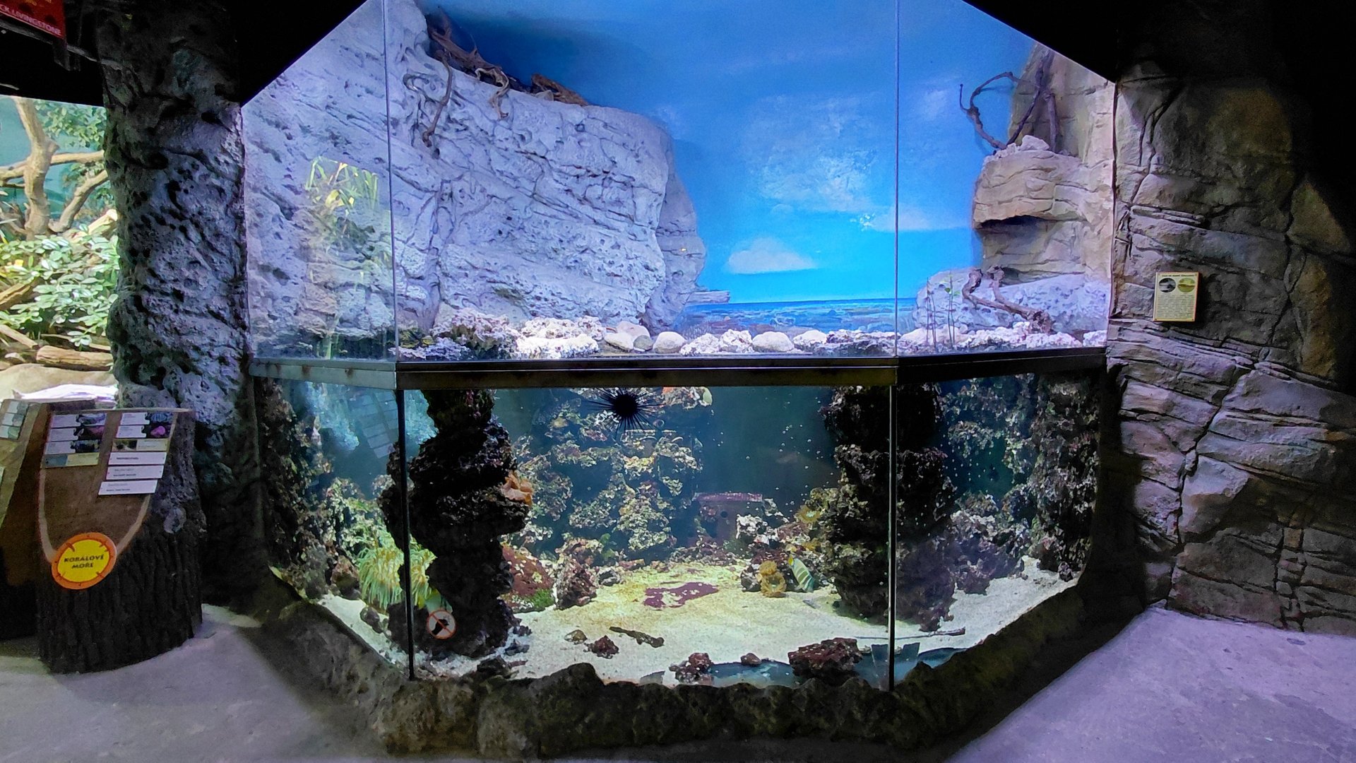 Papua - saltwater tank