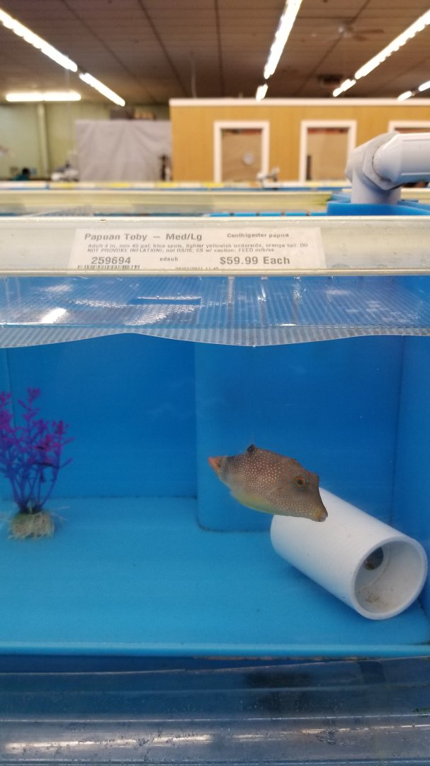 Papua toby, Canthigaster papua