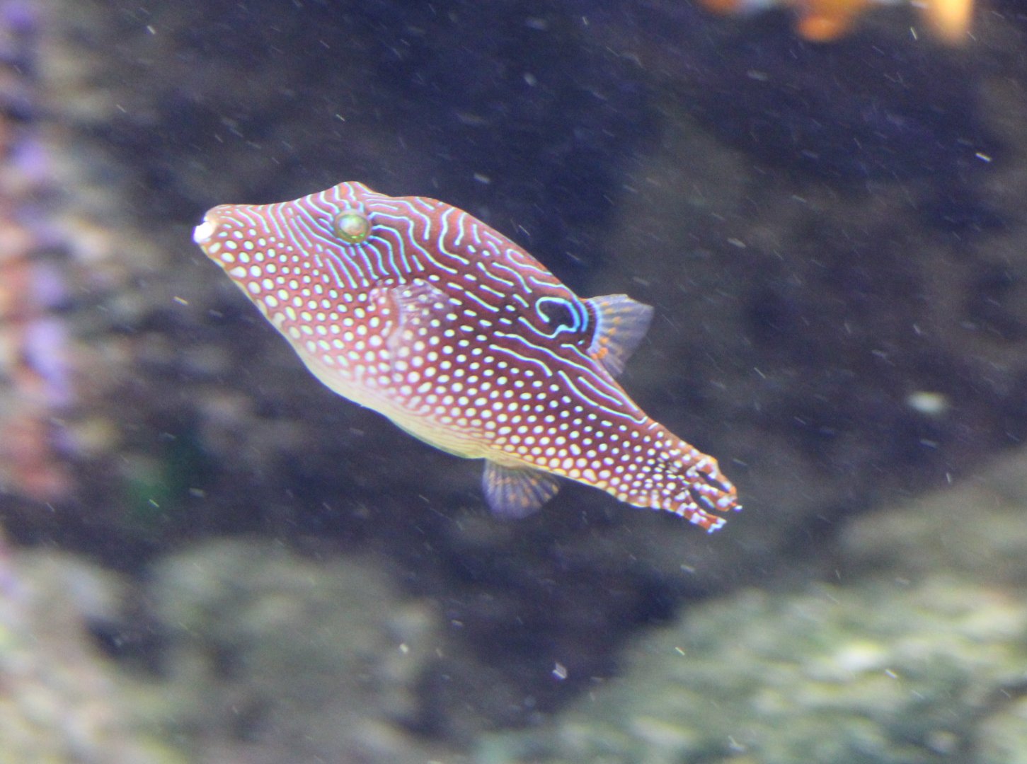 Papua toby - Canthigaster papua