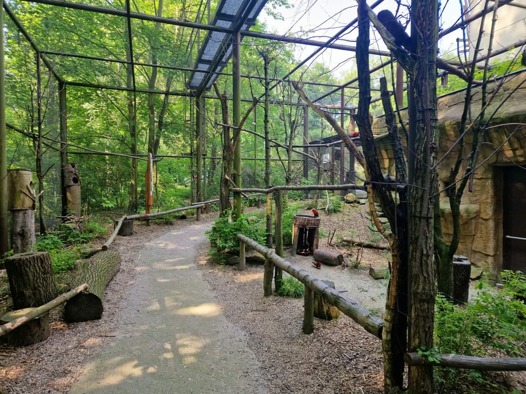 Papua Walkthrough Aviary